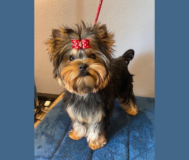 Taliya, a Yorkshire Terrier tested with EmbarkVet.com