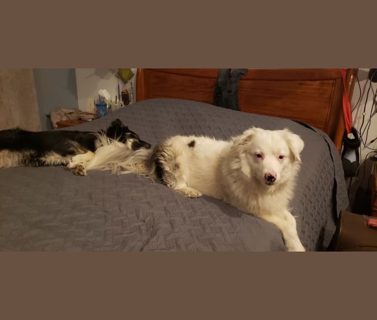 Kimba, an Australian Shepherd Group tested with EmbarkVet.com