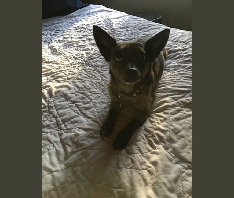 Ochi, a Chihuahua and Pomeranian mix tested with EmbarkVet.com