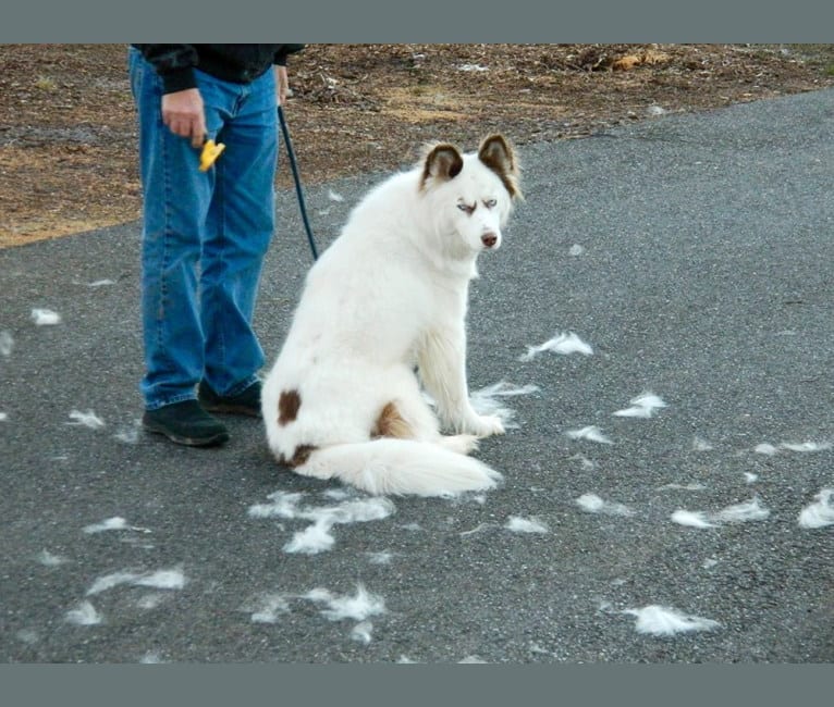 Photo of Hudson, a Siberian Husky  in North Carolina, USA