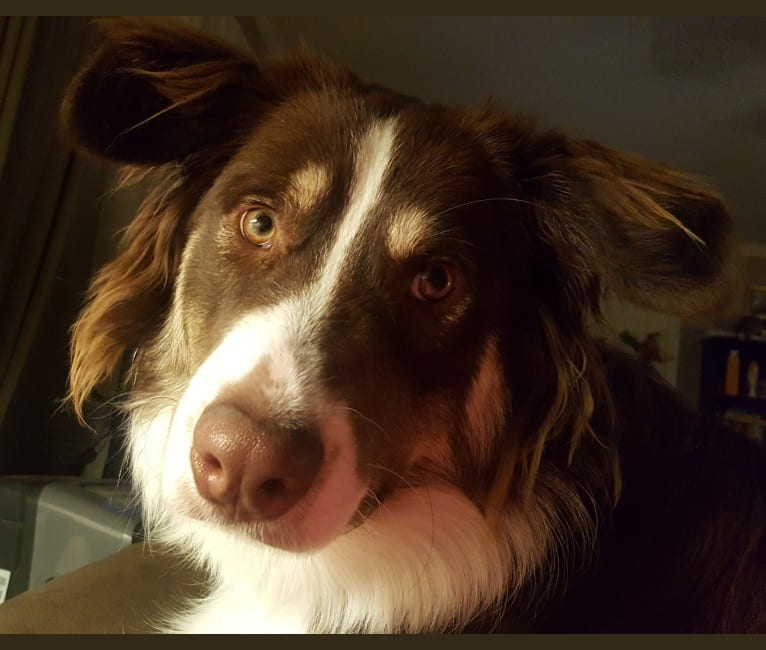Copper, an Australian Shepherd and Border Collie mix tested with EmbarkVet.com