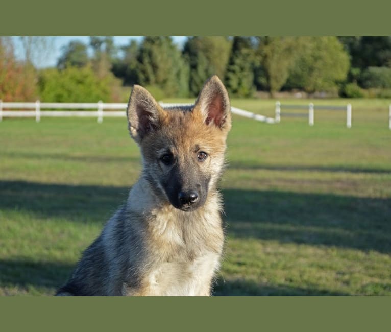 Alfa, a Siberian Husky and Belgian Sheepdog mix tested with EmbarkVet.com
