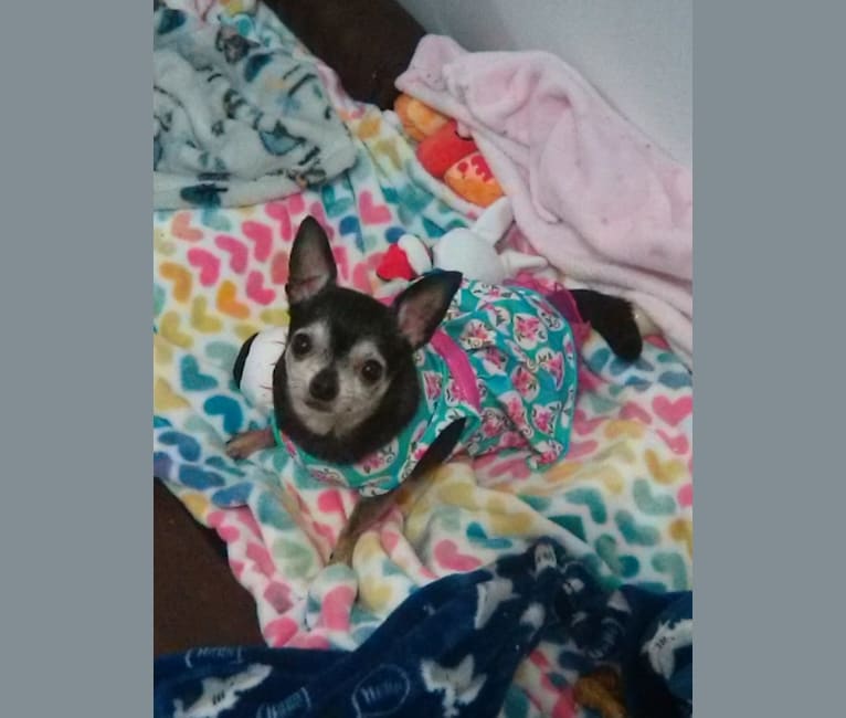 Alice, a Chihuahua tested with EmbarkVet.com
