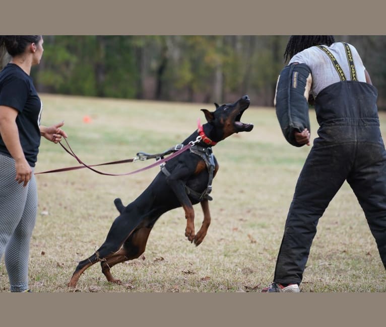 Duke, a Doberman Pinscher tested with EmbarkVet.com