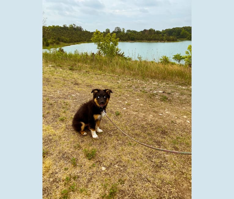 Nova, an Australian Shepherd Group tested with EmbarkVet.com