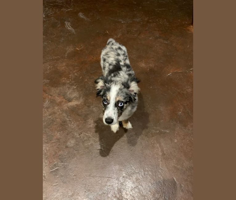 Embark Dog Dna Test Breed