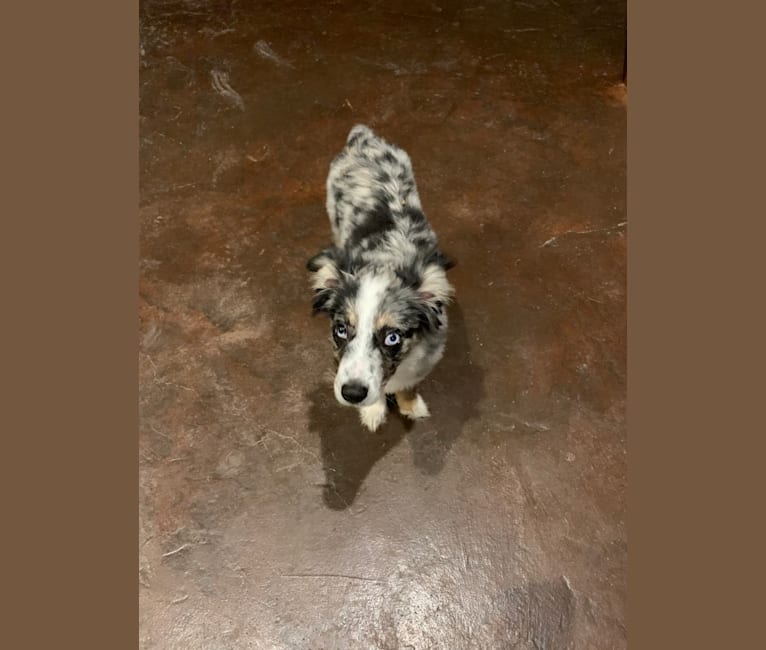 Cooper, an Australian Shepherd tested with EmbarkVet.com