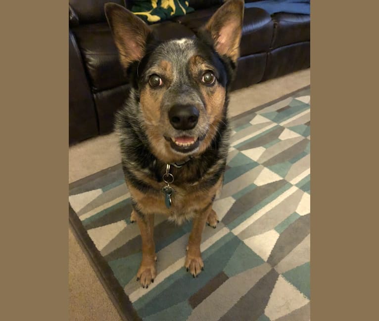 Pirate, an Australian Cattle Dog and Border Collie mix tested with EmbarkVet.com