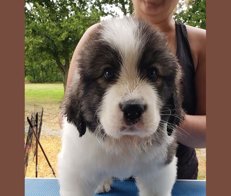 Justice, a Pyrenean Mastiff tested with EmbarkVet.com