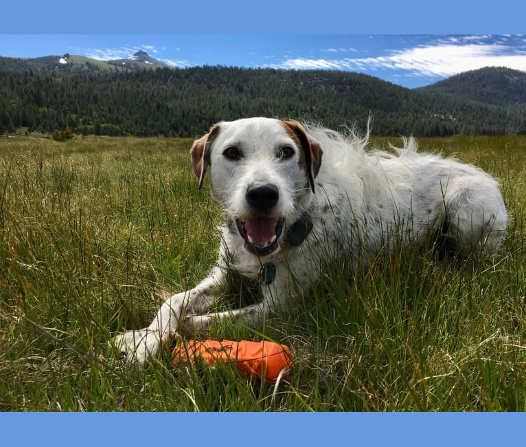 Sherlock, an Australian Cattle Dog and Poodle (Standard) mix tested with EmbarkVet.com