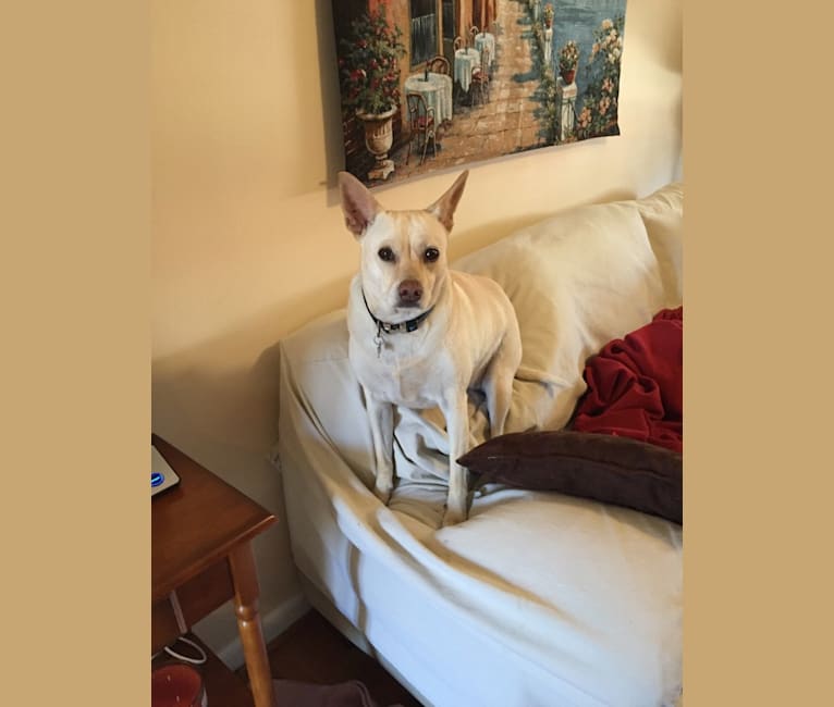 Photo of Molly, an Australian Cattle Dog, Chinese Shar-Pei, American Staffordshire Terrier, Miniature Schnauzer, Beagle, and Mixed mix in Arkansas, USA