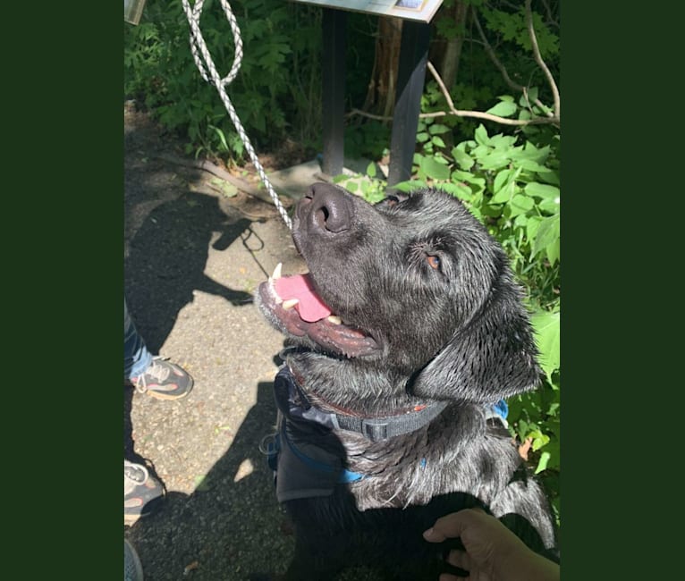 Tank, a Newfoundland and Labrador Retriever mix tested with EmbarkVet.com