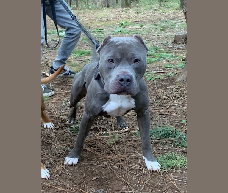 Zeus, an American Bully tested with EmbarkVet.com