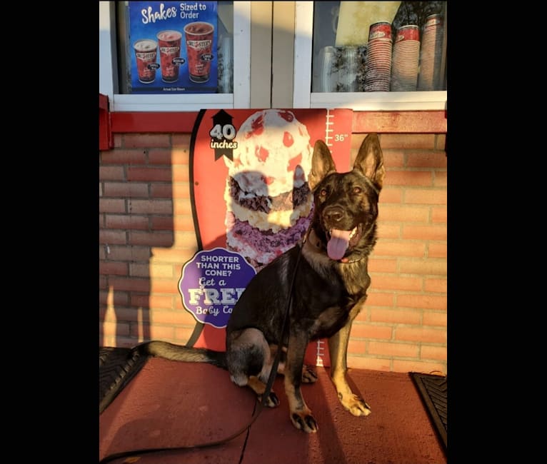 Dog cone argos top