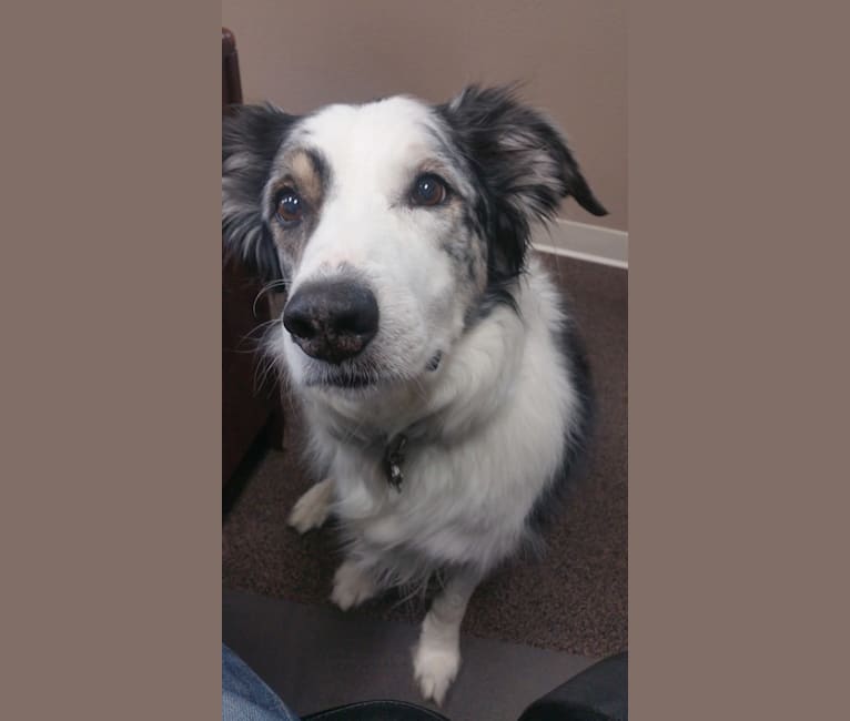 Darby, a Border Collie and Australian Shepherd mix tested with EmbarkVet.com