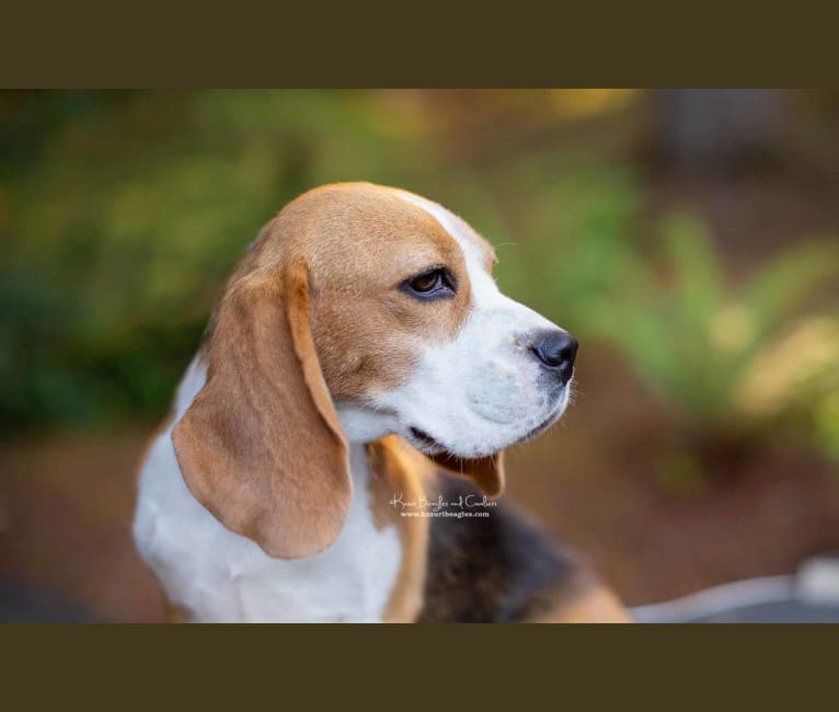 Vixen, a Beagle tested with EmbarkVet.com