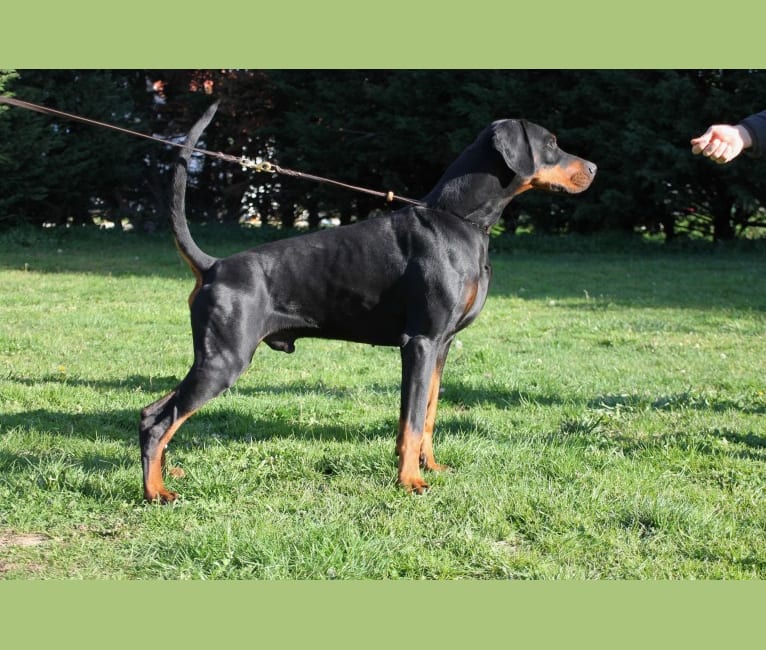 Milann, a Doberman Pinscher tested with EmbarkVet.com