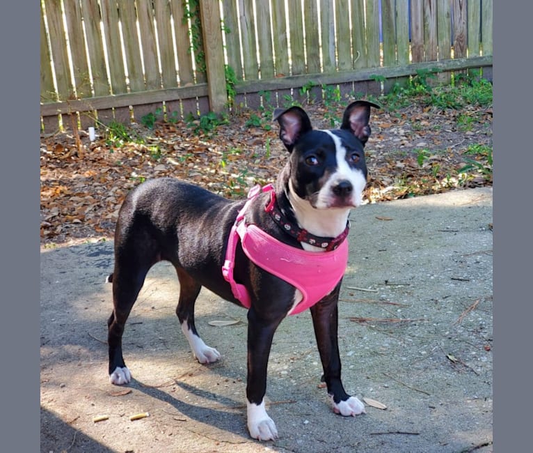 Photo of Maggie, an American Pit Bull Terrier  in Myrtle Beach, South Carolina, USA