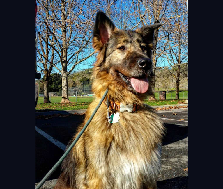 Ruby, a German Shepherd Dog and Akita mix tested with EmbarkVet.com