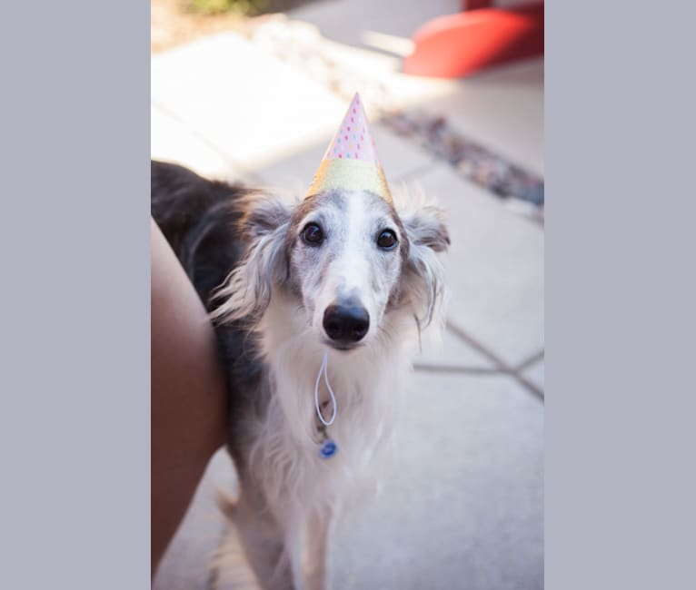 Photo of Sivi, a Silken Windhound  in Valley Center, CA, USA