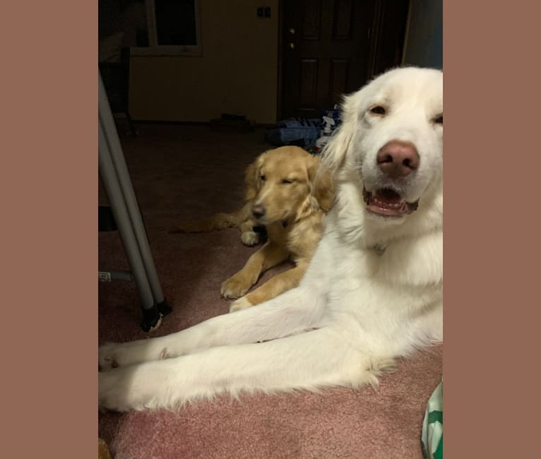 Casper, a Great Pyrenees and Anatolian Shepherd Dog mix tested with EmbarkVet.com