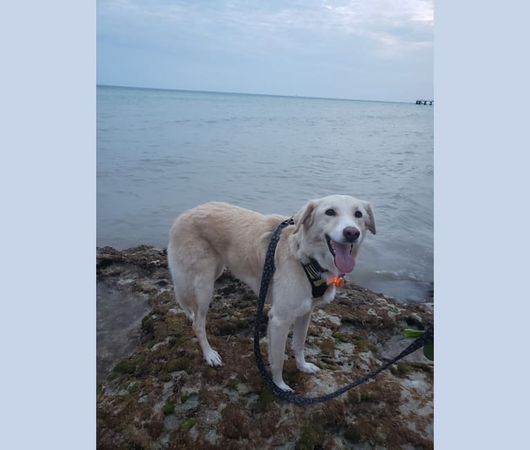 Photo of Lily, a West Asian Village Dog  in Key West, Florida, USA