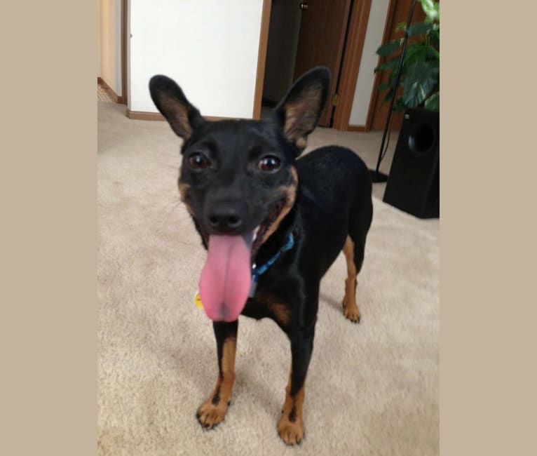 Jack Bliss, a Miniature Pinscher and Chihuahua mix tested with EmbarkVet.com