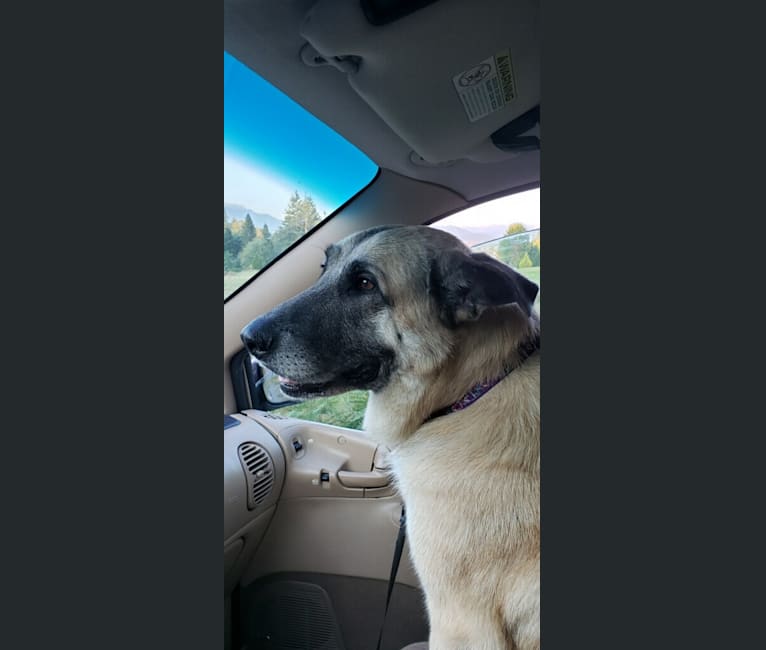 Embark Dog Dna Test Breed