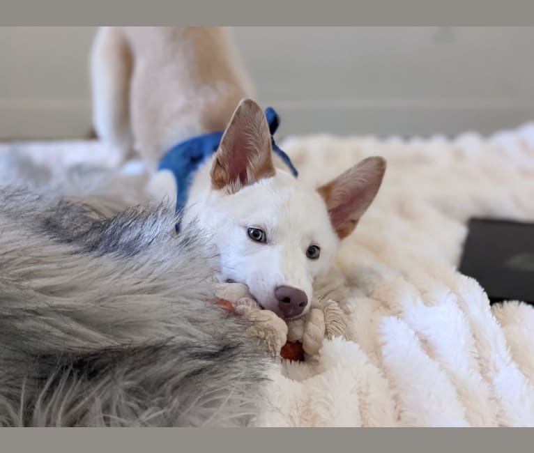 Summit, a Siberian Husky and American Pit Bull Terrier mix tested with EmbarkVet.com