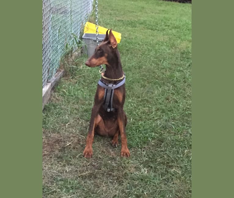 Empress, a Doberman Pinscher tested with EmbarkVet.com