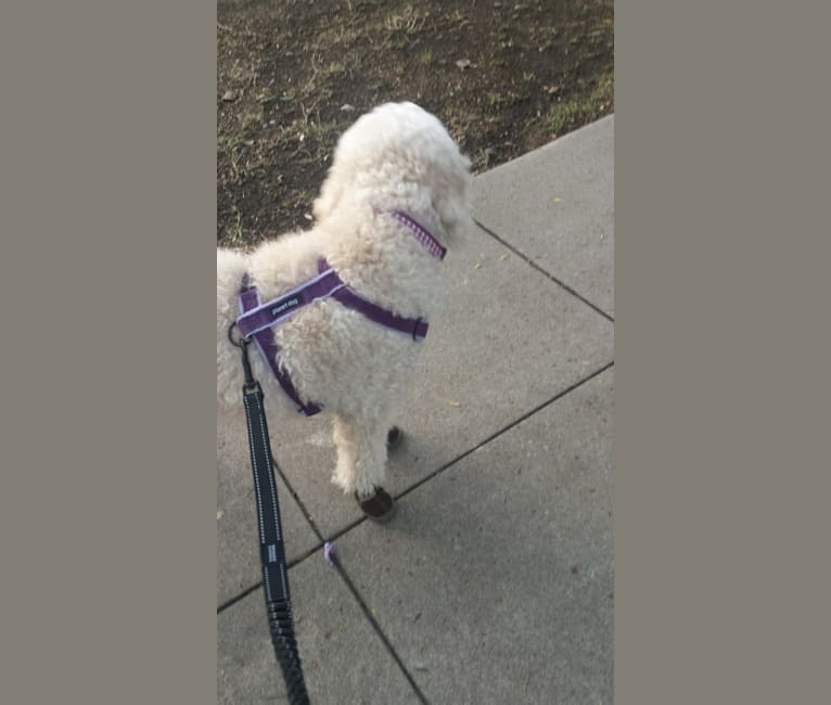 Ginger, a Goldendoodle tested with EmbarkVet.com