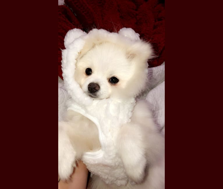 moonie, a Pomeranian tested with EmbarkVet.com