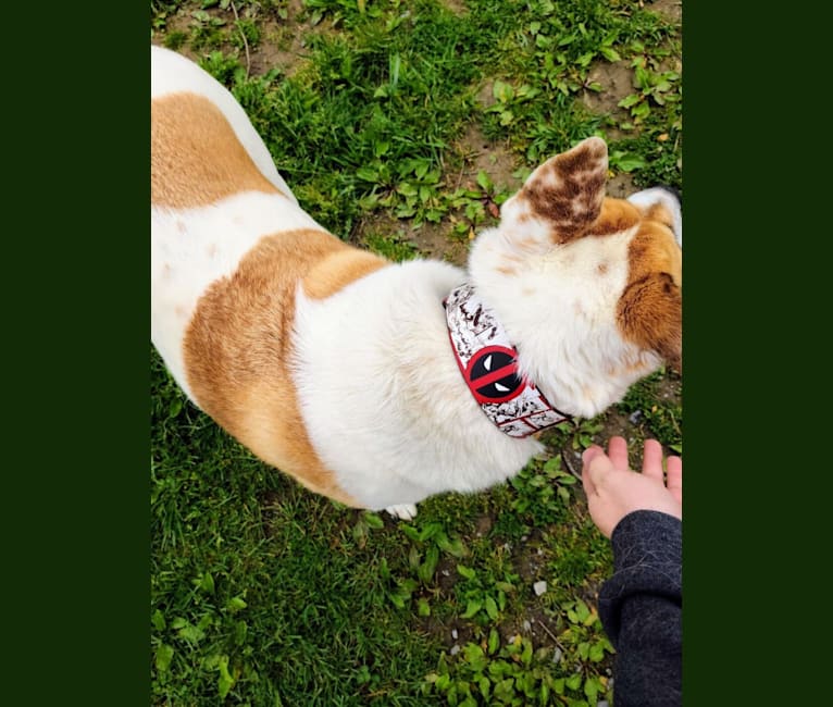 Akatsuki, an Alaskan Malamute and American Pit Bull Terrier mix tested with EmbarkVet.com