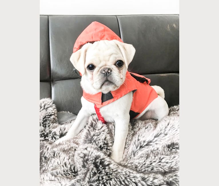 Po, a Pug tested with EmbarkVet.com