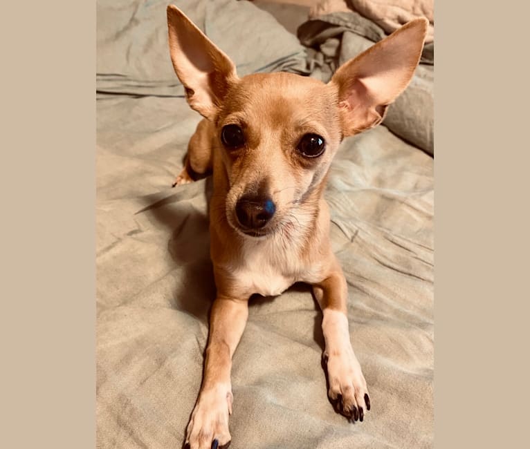 Oliver, a Chihuahua and Poodle (Small) mix tested with EmbarkVet.com