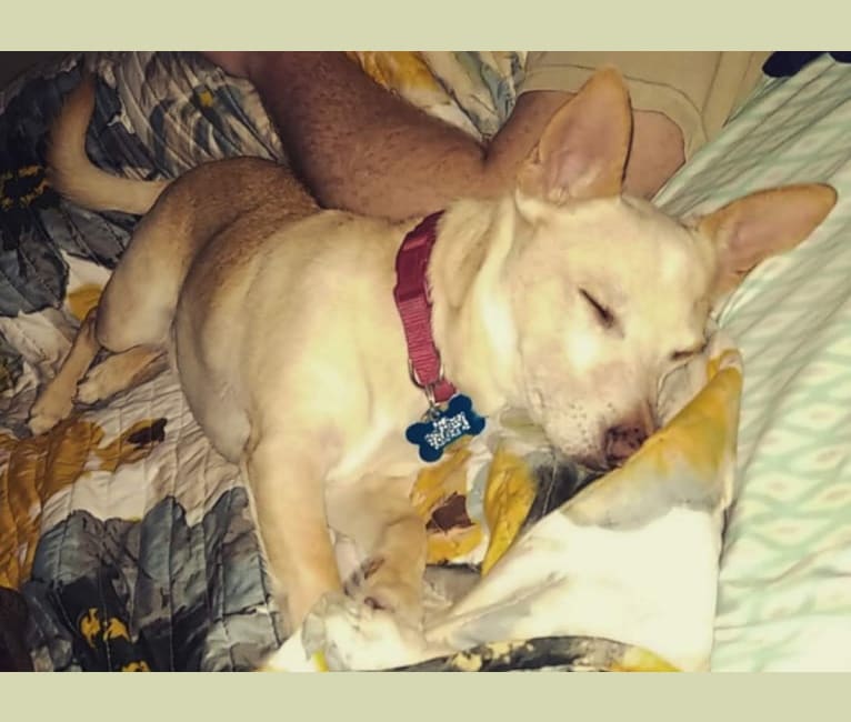 Basil, a Chihuahua and Miniature Pinscher mix tested with EmbarkVet.com