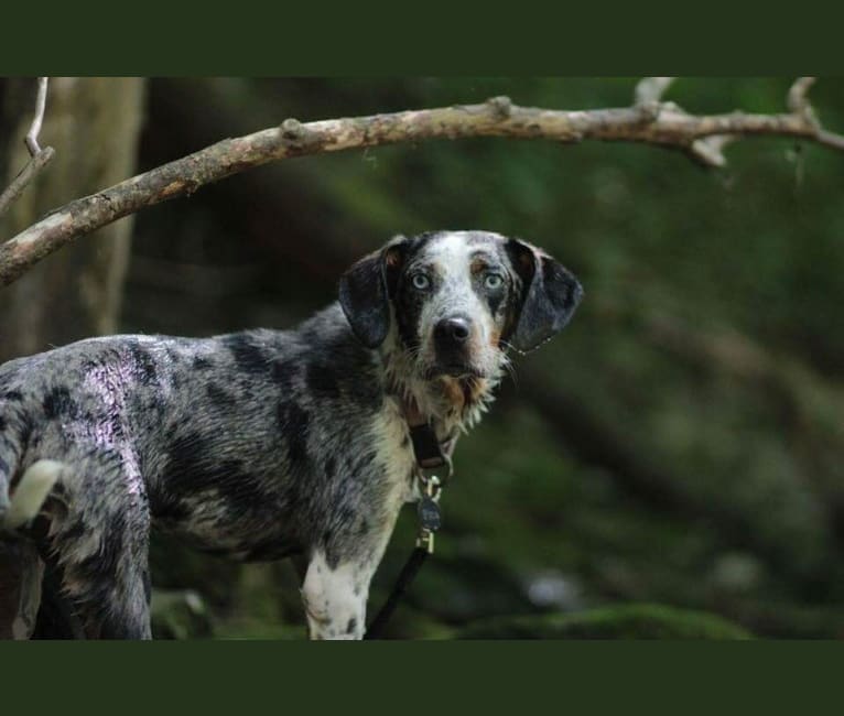 Pica Wren, a Treeing Walker Coonhound and Australian Shepherd mix tested with EmbarkVet.com