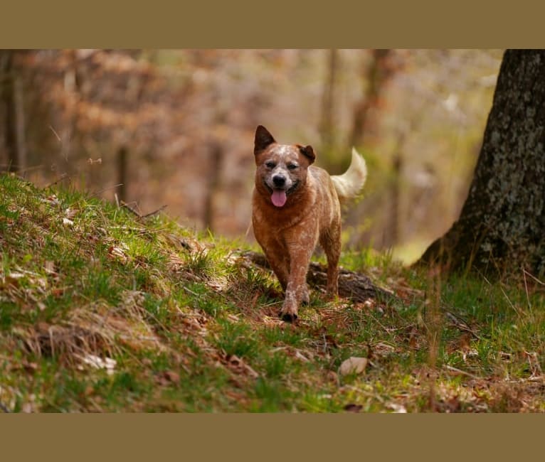 Photo of Finn, an Australian Cattle Dog  in Blanch, NC, USA