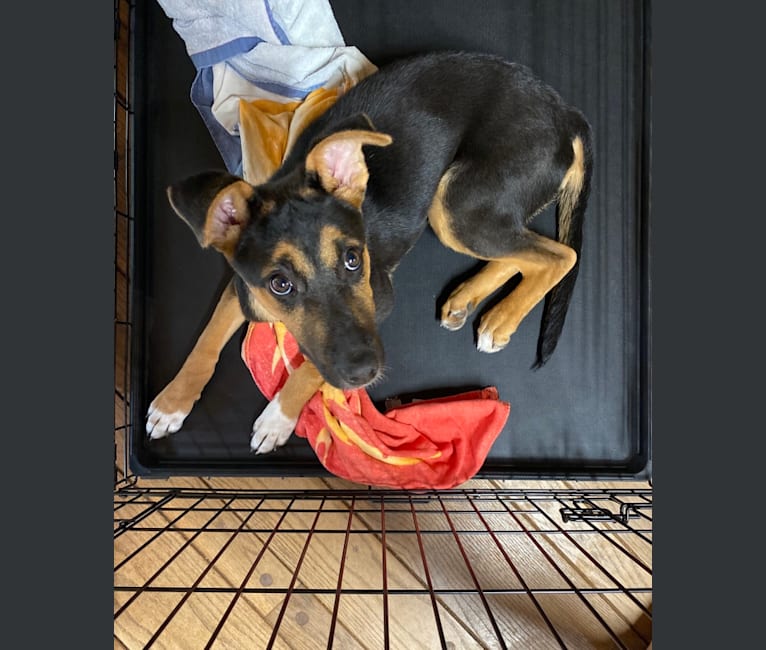 Lola, a German Shepherd Dog and American Pit Bull Terrier mix tested with EmbarkVet.com