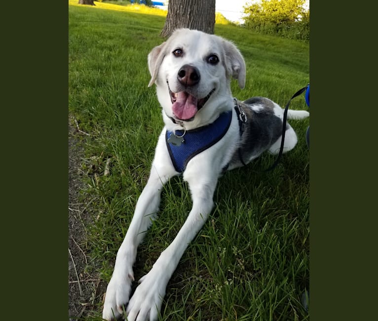 Chester, a Labrador Retriever and Treeing Walker Coonhound mix tested with EmbarkVet.com