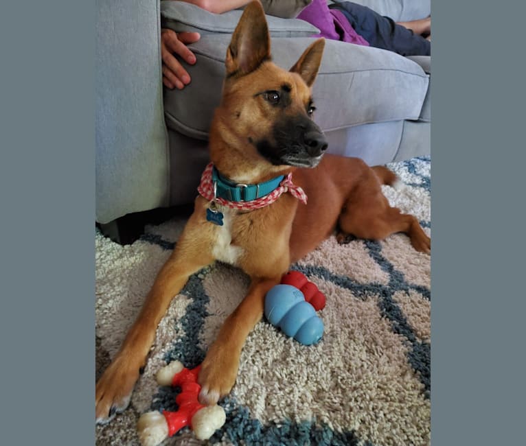 Embark Dog Dna Test Breed