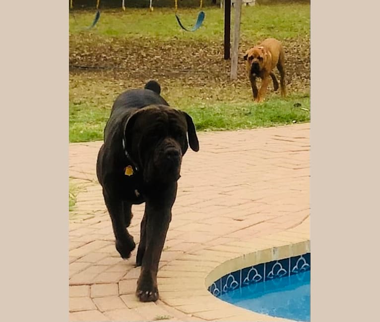 Cade, a Cane Corso tested with EmbarkVet.com