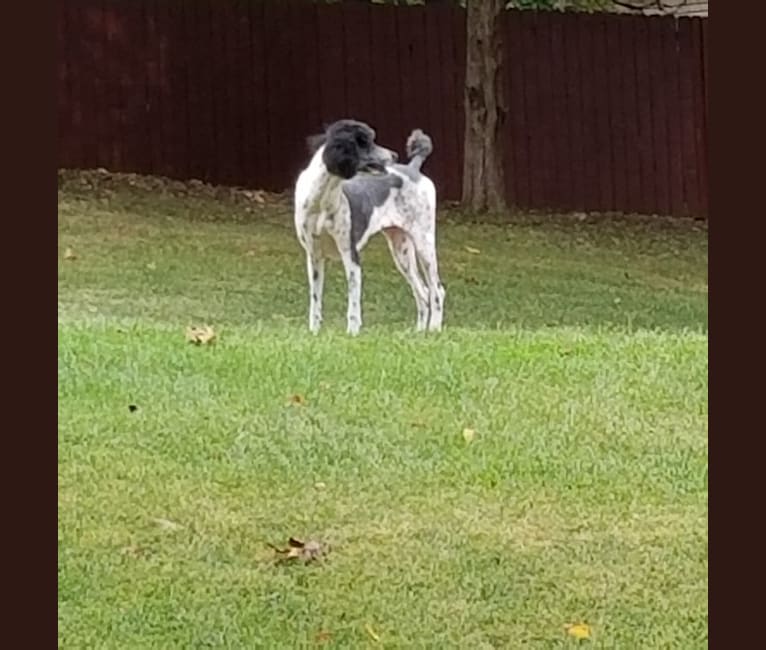 Chyna, a Poodle (Standard) tested with EmbarkVet.com