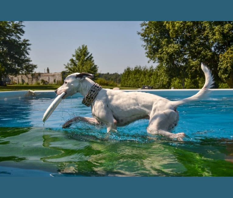 Merlin, a Whippet and Staffordshire Bull Terrier mix tested with EmbarkVet.com