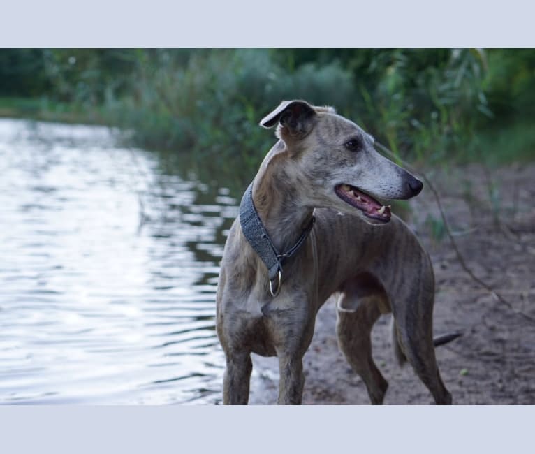 LUUK, a Whippet and Windsprite mix tested with EmbarkVet.com