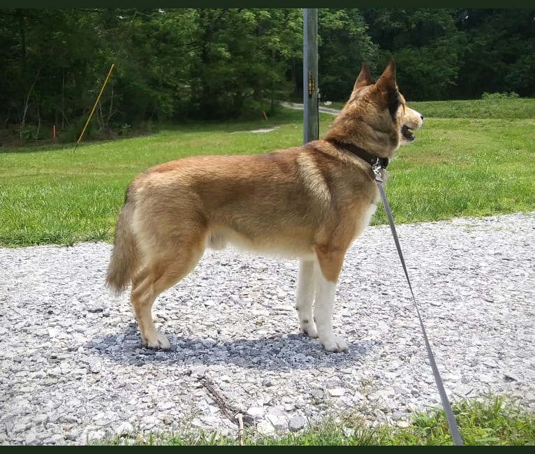 Photo of Kai, a Shetland Sheepdog and Siberian Husky mix in Spencer, IN, USA