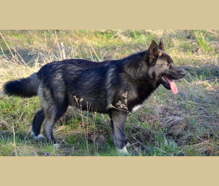 german shepherd irish wolfhound mix