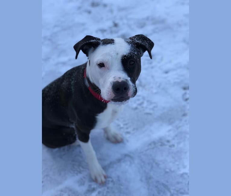 Photo of Morgan, an American Pit Bull Terrier, American Staffordshire Terrier, Boxer, and Rottweiler mix in Buffalo, New York, USA
