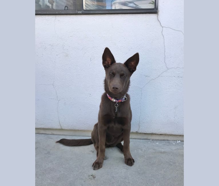 Weimaraner x kelpie hotsell