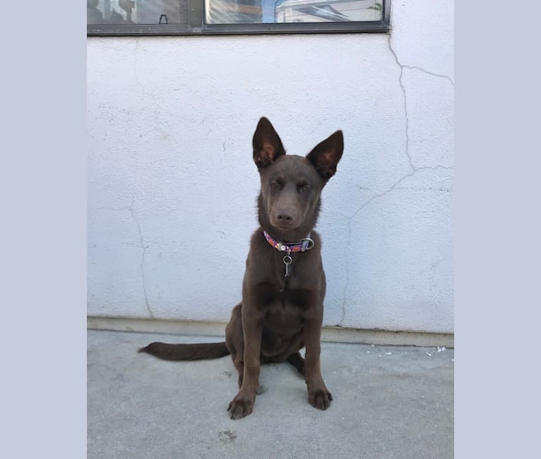 Hennessy, a Siberian Husky and Weimaraner mix tested with EmbarkVet.com